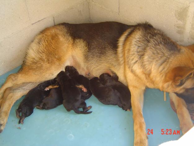 ULTIMOS CACHORROS DE PASTOR ALEMAN