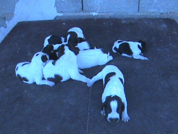 venta de cachorros de drahthaar