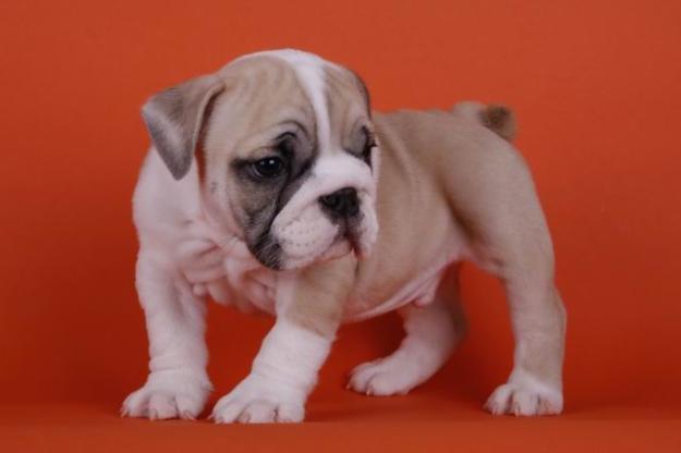 Bulldog ingles a la venta