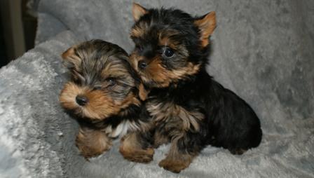 CACHORRITOS BICHON MALTES Y YORKY 355€!!