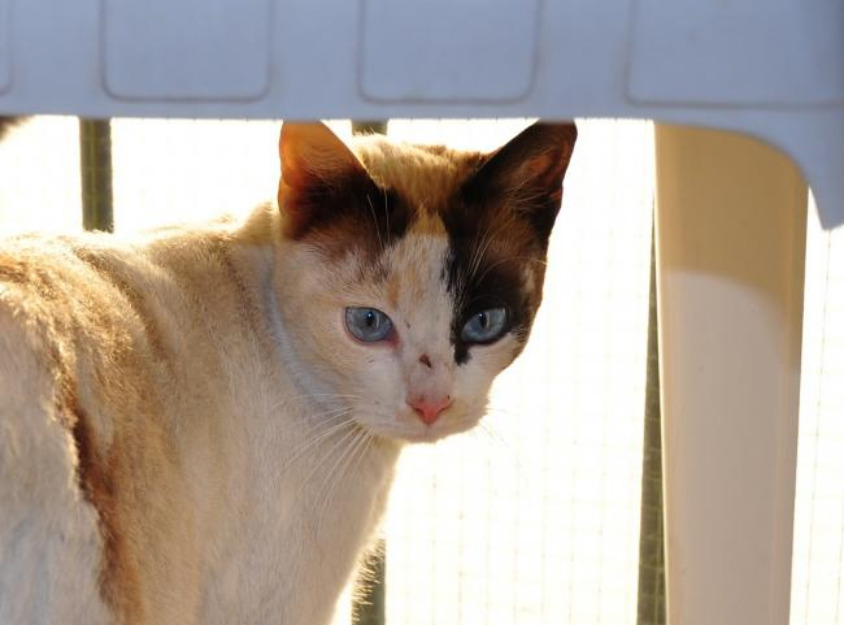 Misty, preciosa gata mezcla de siames con ojos azules en adopción