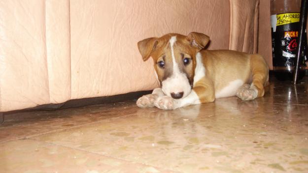 Preciosa Bull Terrier Hembra con 2 meses