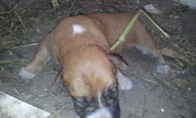 Se regalan cachorros de Boxer