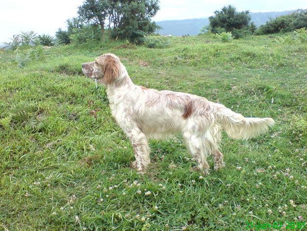 SETTER INGLES 1 AÑO. ADIESTRADA, CAZANDO...