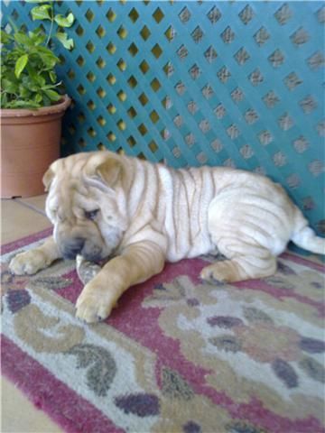 shar-pei hembra