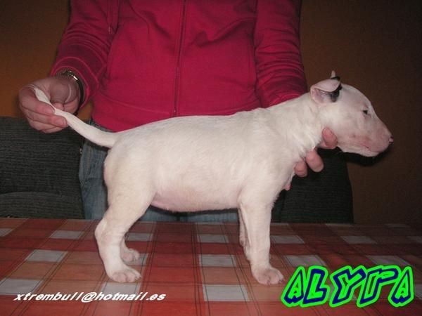 Bull terrier