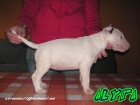 Bull terrier - mejor precio | unprecio.es