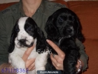 Cachorros Cocker spaniel ingles - vendo - mejor precio | unprecio.es