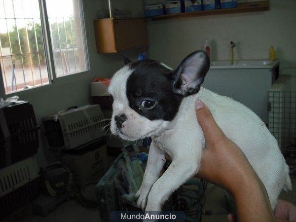 Cachorros de bulldog frances en Murcia muy económicos