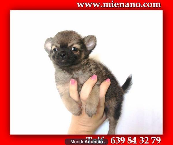 CHIHUAHUAS TOY , COMPRE CALIDAD Y EVITE ESTAFAS  dT