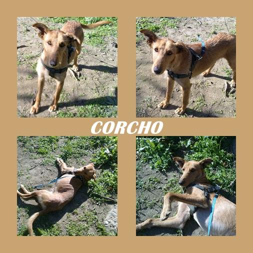 CORCHO. Perrito encontrado en Sevilla, busca hogar