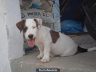 jack russell terrier - mejor precio | unprecio.es