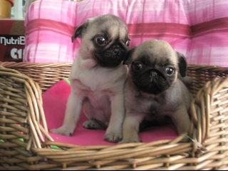 PRECIOSOS CACHORRITOS DE CARLINO