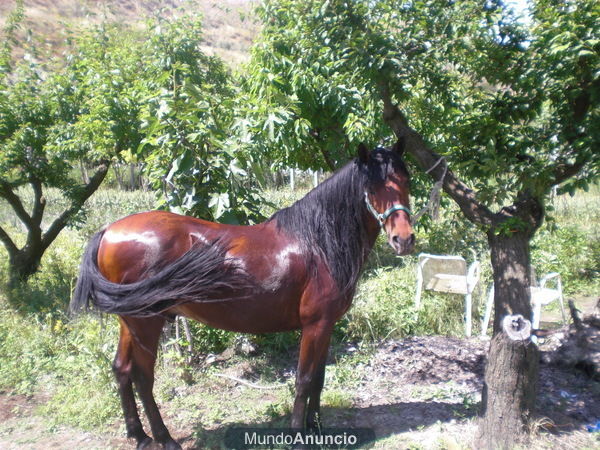 vendo jaca castaña