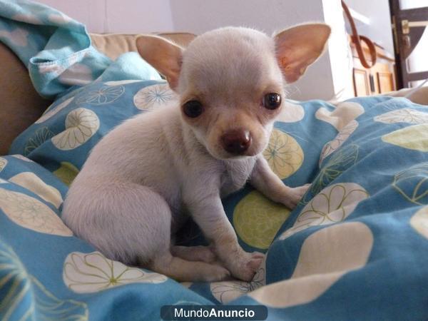 PRECIOSA CHIHUAHUA BLANCA MUY PEQUEÑA