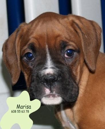 Boxer.Impresionantes cachorros de Pura Raza