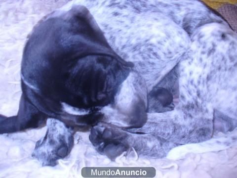 CACHORRITA PRECIOSISIMA EN ADOPCION!!!