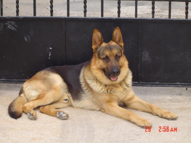 Cachorros de pastor aleman