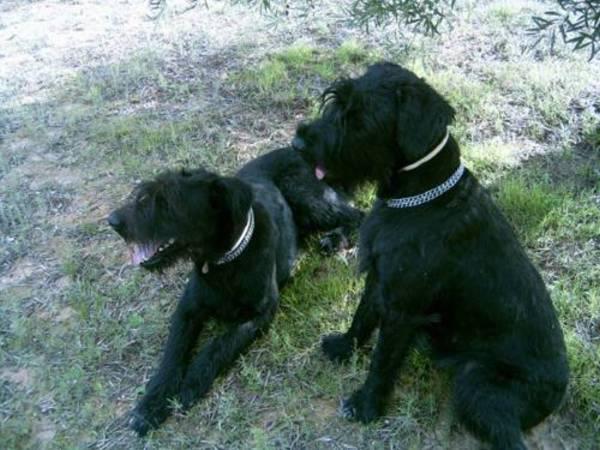 cachorros schnauzer gigante