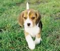 camada de BEAGLE  con PEDIGREE 350