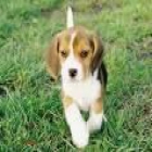 camada de BEAGLE con PEDIGREE 350 - mejor precio | unprecio.es