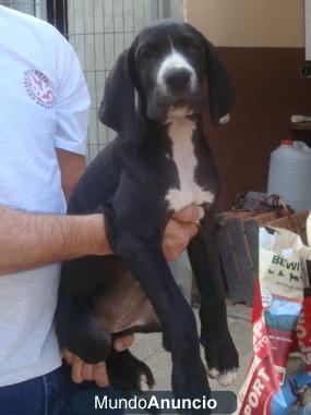 DOGOS ALEMANES NEGROS CACHORROS