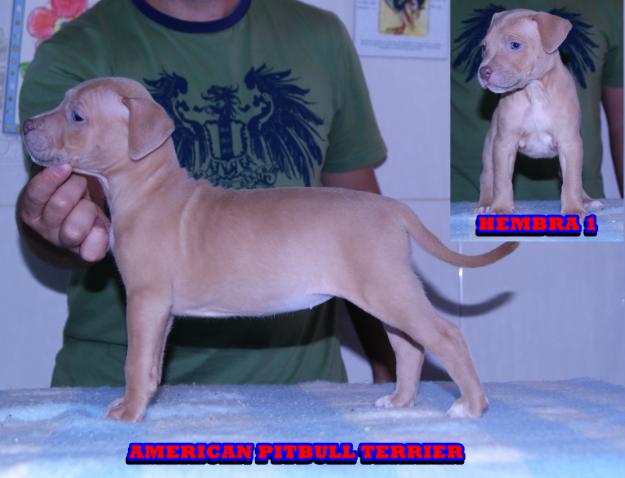 excelente camada pitbull baratos