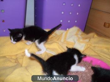 Gatitos y perros en Adopcion