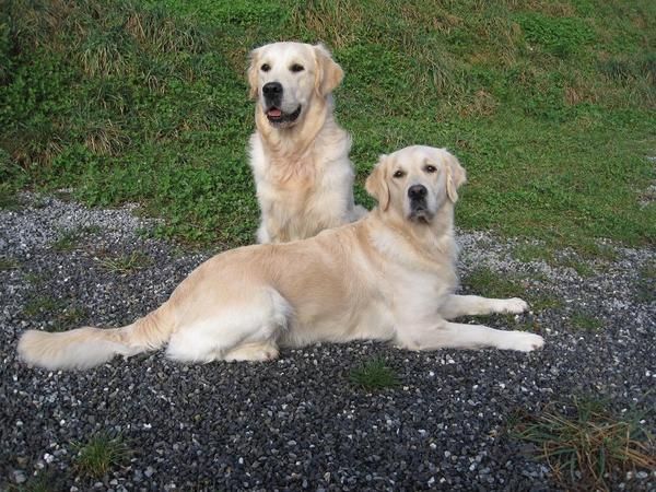 GOLDEN RETRIEVER.PRÓXIMO CRUCE PRIMAVERA-VERANO