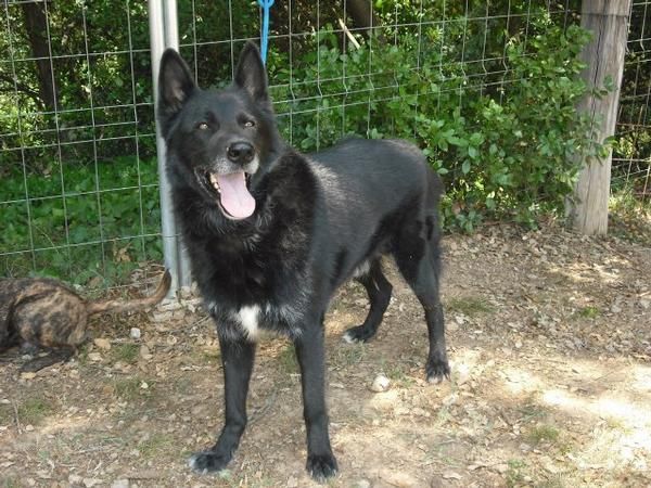 Poirot. pastor belga de groenendael en adopcion (protectora)