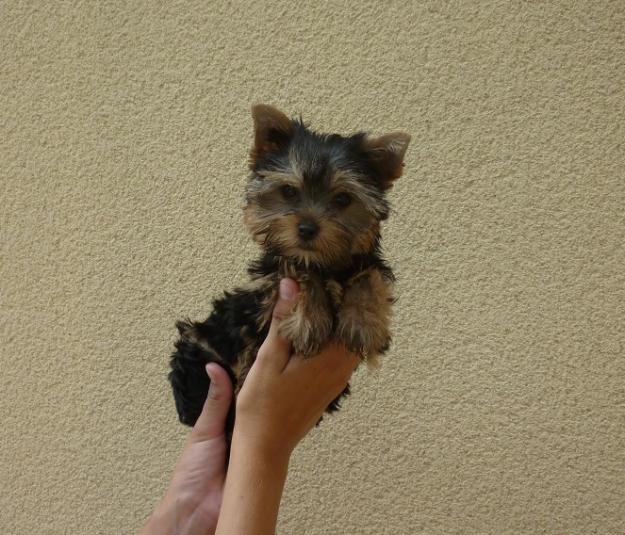 Preciosos cachorritos de Yorkshire autenticas monadas