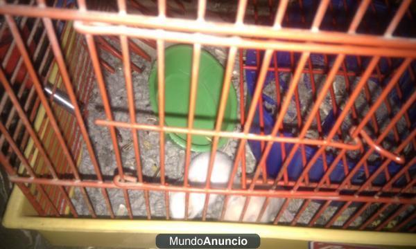 se regalan hamster con algunos meses o recién nacidos