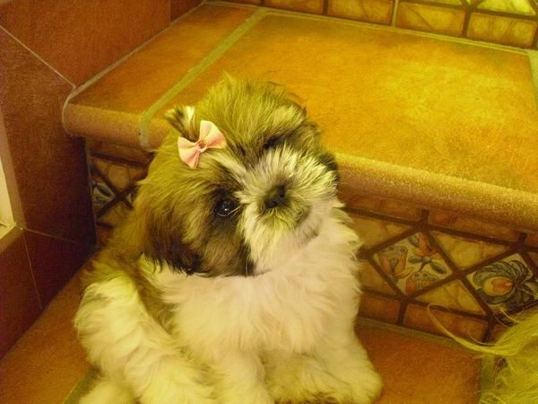 SE VENDE CACHORRITA SHIH-TZU GUAPISIMA