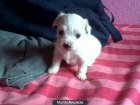 VENDO PERRITAS BICHON MALTES - mejor precio | unprecio.es