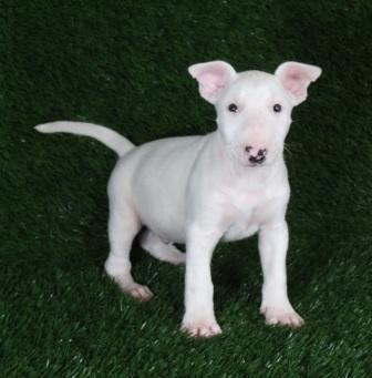 Bull Terrier disponible para montas.