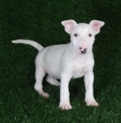 Bull Terrier disponible para montas. - mejor precio | unprecio.es