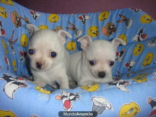 cachorritos de chihuahuas