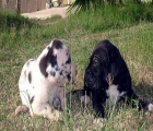 CACHORROS DE DOGOS ALEMANES ARLEQUINES Y NEGROS - mejor precio | unprecio.es