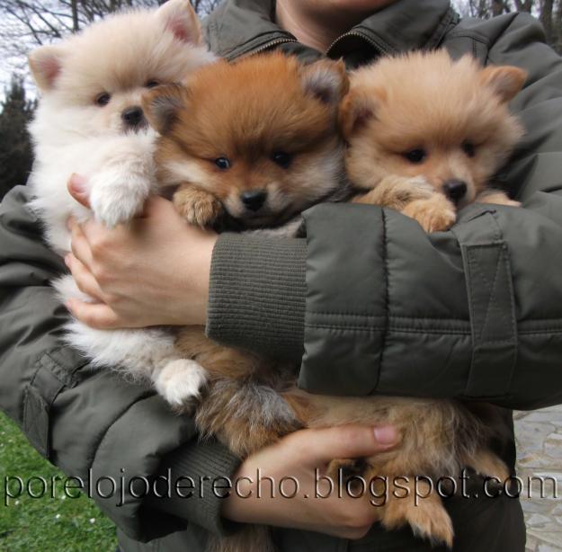 cachorros de pomerania muy bonitos