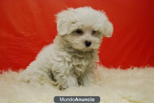 Camada de Maltes , perritos de muy poco tamaño. dos meses