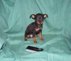 EXCELENTES CACHORRITOS DE PINSCHER MINIATURA DE COLOR NEGRO FUEGO - mejor precio | unprecio.es