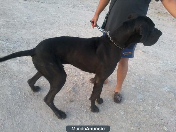 gran danes(dogo aleman) cachorros 4 machos y 3 hembras.