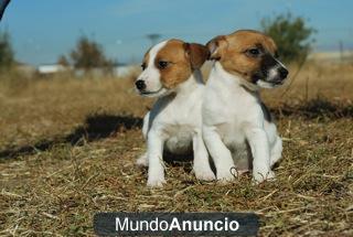 Jack russell terrier de primera calidad