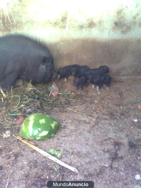 Vendo Cochinos Vietnamita