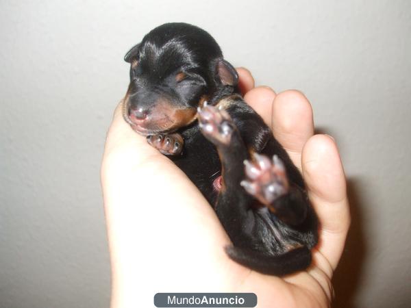 pequeños mini pinscher cachorros a la venta