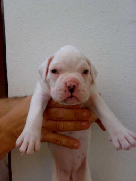 BOXER HEMBRA BLANC NIETA MULTi CAMPEÓN