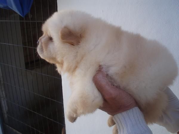 cachorritos Chow chow