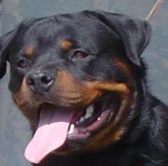 Cachorros de rottweiler