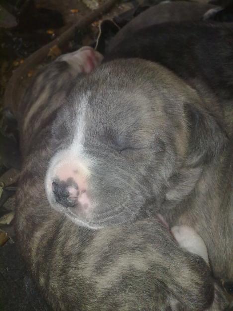 cachorros preciosos de (hembra stanford X pitbull, macho american stanford)