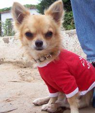 perdido chihuahua en tenerife